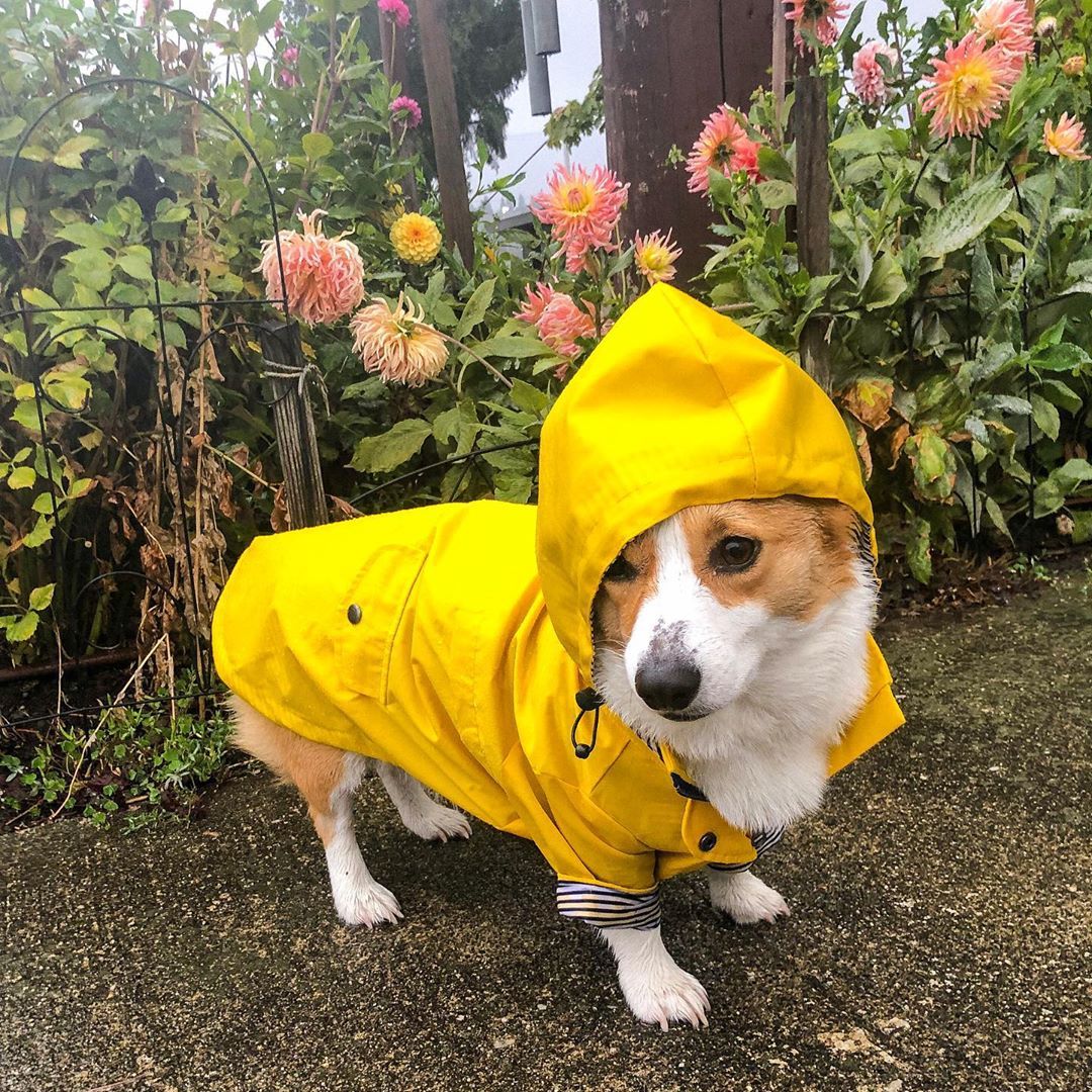 The Classic Raincoat