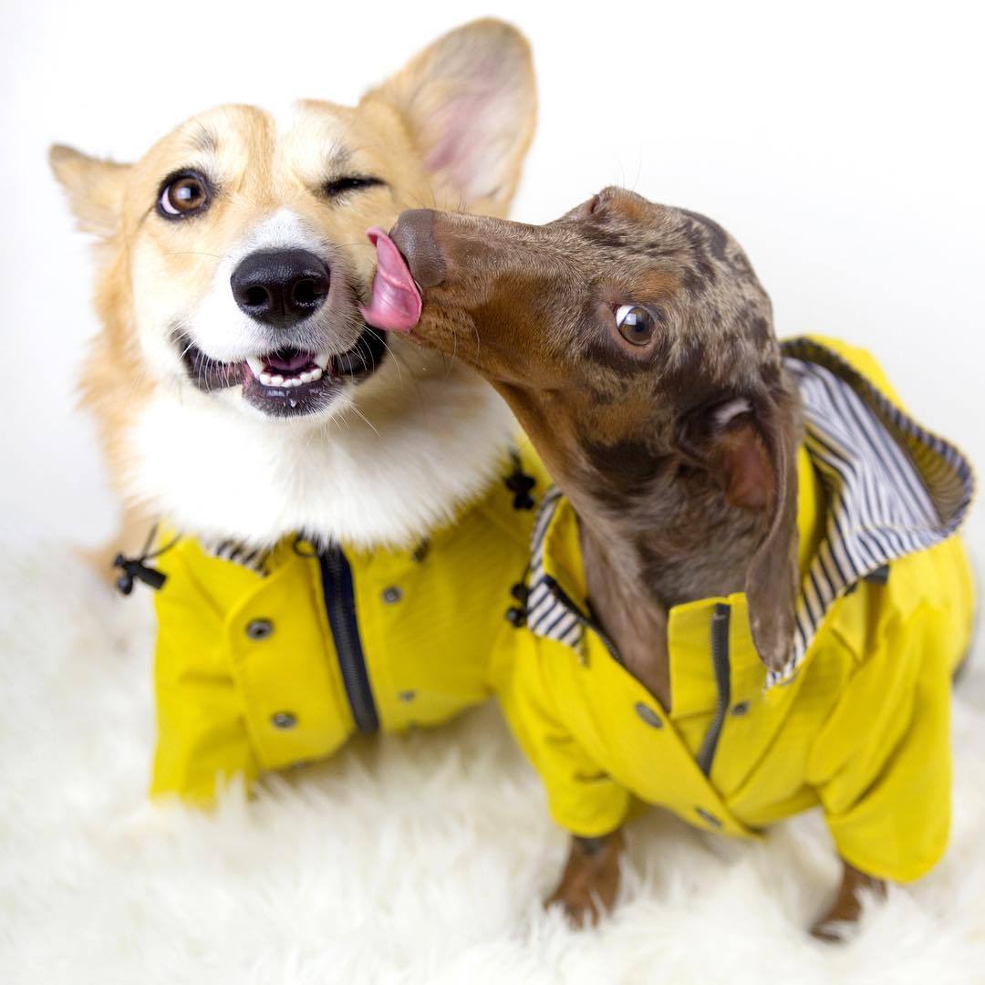 The Classic Raincoat