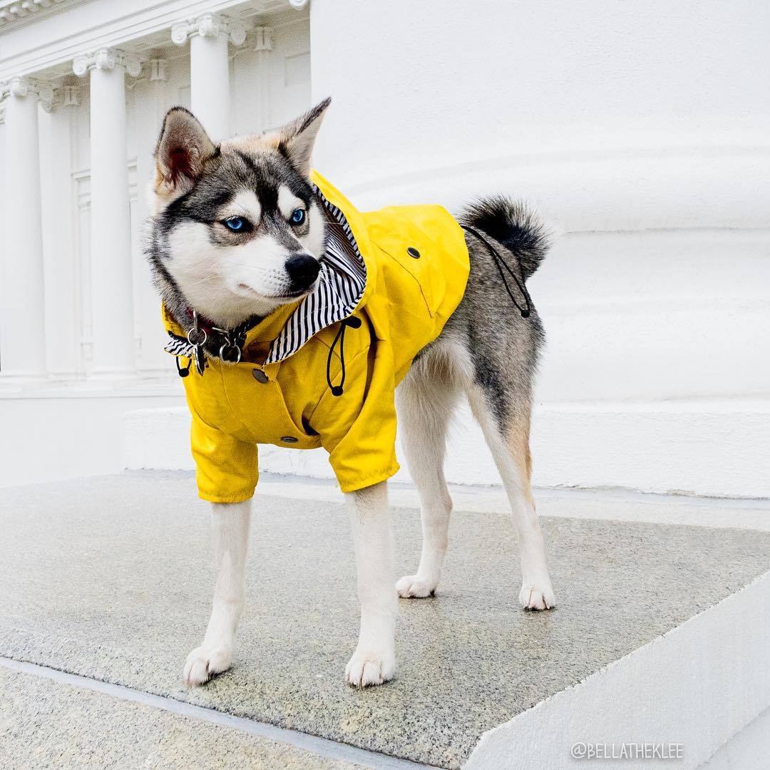 The Classic Raincoat